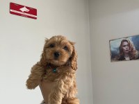 Minyatür Maltipoo Yavrumuz