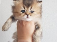 Golden british longhair dişi yavru
