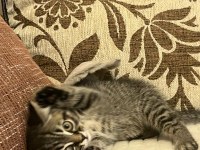 Dişi british longhair iç-dış