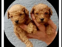 Toy poodle tatlı yavrular