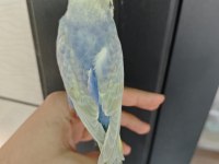 Rainbow muhabbet kuşu yavrular
