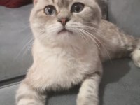 7 aylık erkek british shorthair yavruma yuva