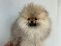 Üst kalite aşılı erkek Pomeranian 3 aylık