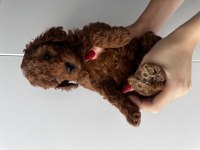 Yavru Toy Poodle