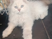 British longhair