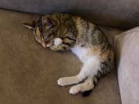 YAVRU KEDİMİZ SEVGİ PITIRCIĞI OYUNCU VE AKILLI