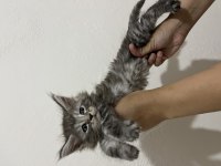 Scr li ve üretim izinli dev main coon bebekler