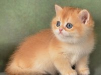 Manken gibi Golden British Shorthair 