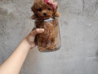 Birbirinden güzel toy poodle bebeklerimiz