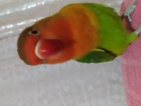 6 aylık sağlıklı cennet papağanı