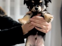 Tea Cup Mini Boy Chihuahua