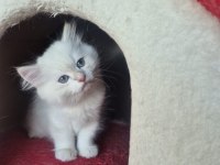 British longhair paşamız hazır