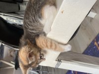 SEVGİ DOLU YAVRUCAK KEDİLER SICAK YUVA ARIYOR