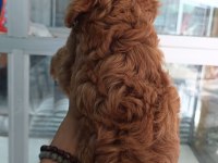 IRK VE SAĞLIK GARANTİLİ MALTİPOO YAVRUMUZ