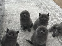 Top kafa özel scottish fold yavrular