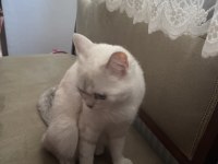 Kedim boncuğa acil yuva arıyorum
