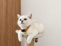Orijinal Safkan British Shorthair