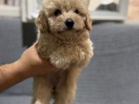 Maltipoo Puppy