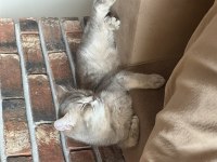Ücretsiz eşyalarıyla beraber verilecek british shorthair
