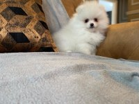 POMERANİAN BOO YAVRULARI 