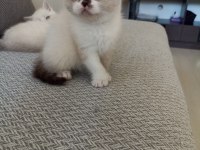 Cam gibi Masmavi Gözlü Scottish Fold Bebeklerim