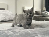 British Shorthair Yavru