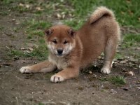 Shiba İnu yavrular