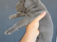 Cane corso blue