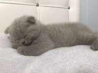 Scottish fold erkek bebek
