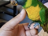 El Besleme Lori Papağanı