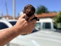 EVINIZIN MINIK POODLE UYELERI