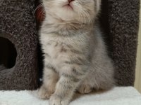 British shorthair saf ırk yavrular