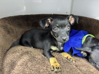 2.5 aylık erkek pinscher