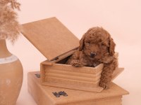 Toy Poodle Bebeklerimiz