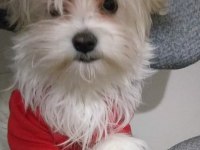 Sahiplendirilecek maltese