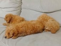 Maltipoo kalite yavrular ırk sağlık garantili