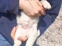 SAF HUSKY (SİBİRYA KURDU) UYGUN FİYATLI