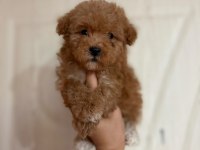 Erkek Yavru Toy Poodle