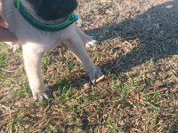 Sahibinden pug