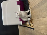 Uygun puanlı British Shorthair erkek yavru