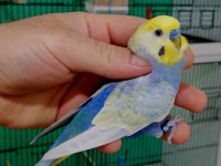 Rainbow damızlık erkek muhabbet kuşları.