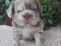 EGZOTİK YAVRU KÖPEKLER