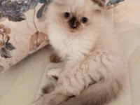 Uyguna Brittish Longhair Acil 2 Aylık Dişi