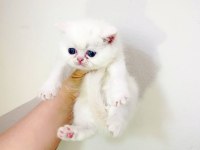 İran Persian Yavrular