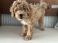 Petmode köpek çiftliğinde wc eğitimli maltipoo