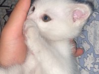 Bir buçuk aylık scottish fold