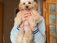 Yetişkin toy poodle cinsi köpeğimiz