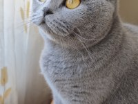 Ücretsiz british shorthair 3 yaş