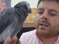 Uygun jako papağanı time yarı evcil