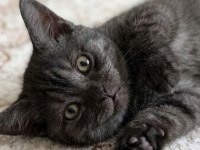 KEDİLERİMİZE BAKMADAN GEÇMEYİN